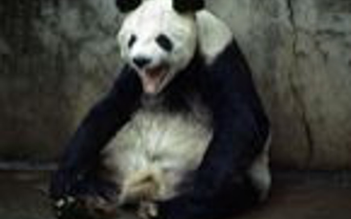 Vahşi hayattan etkileyici kareler