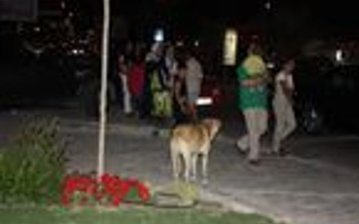 Başıboş köpekler tatilcileri bıktırdı