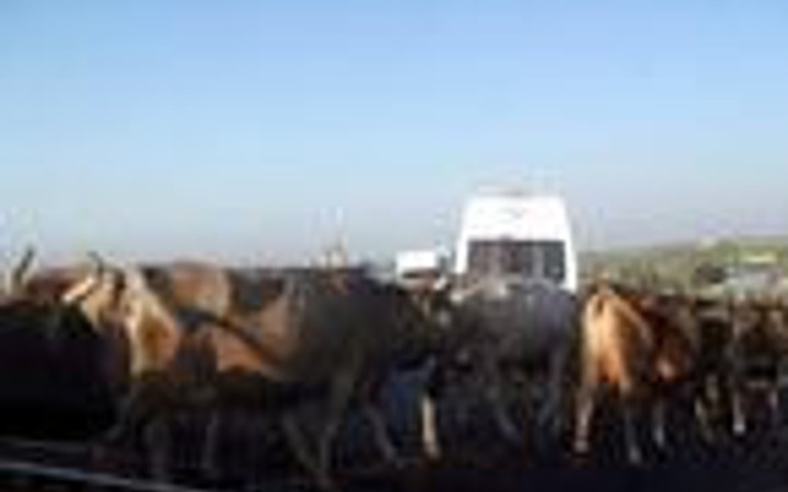 İnekler Kars'ta yol kapattı