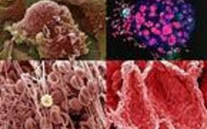 Vücudumuzdan 15 muhteşem görüntü