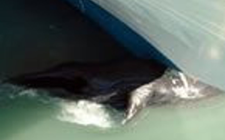  Dev balina gemiye takıldı 