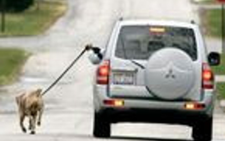 Tembelliğin bu kadarı