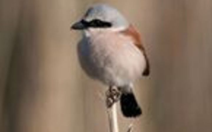 Mogan Gölü'nün güzelleri