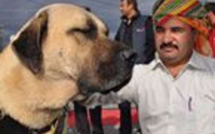 Lüks araba fiyatına köpekler