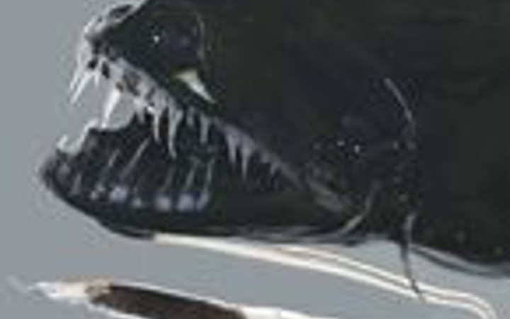 Bu balıkları görmüş müydünüz?