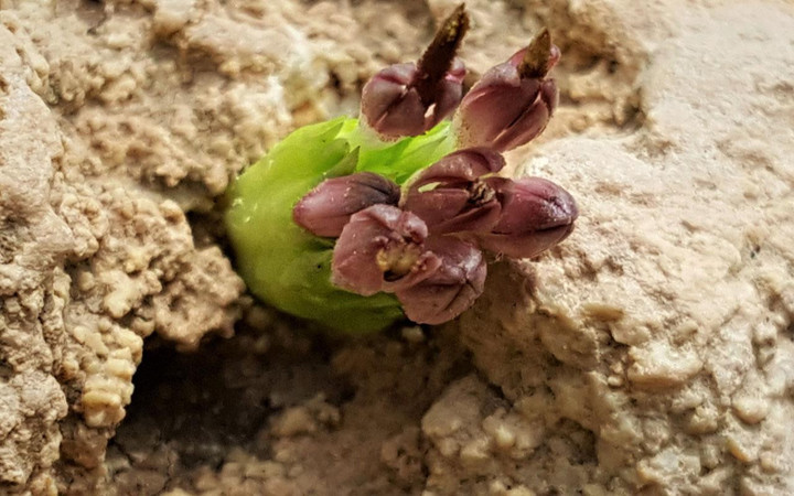 Babillerin saray yemeği Siirt'te keşfedildi! Ekonomik gelir elde edilecek