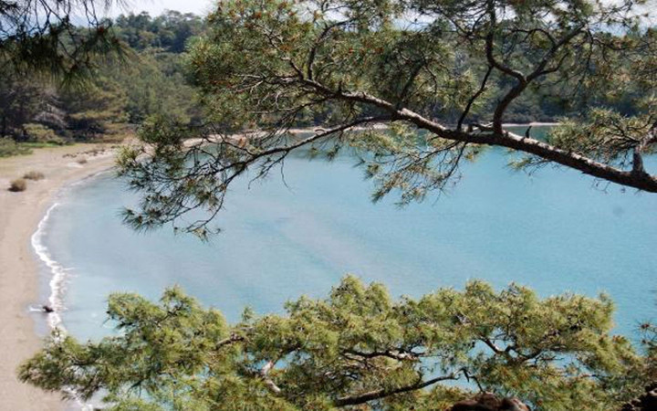 Doğaseverler keşfetti... İlgi odağı oldu!