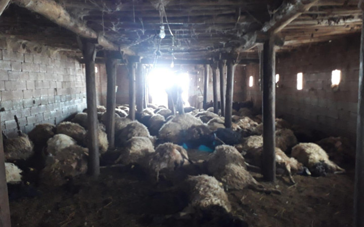 Hakkari'de kurtlar 110 koyunu telef etti