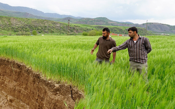 Siirt'te buğday tarlasında ürküten görüntü gece vakti oldu