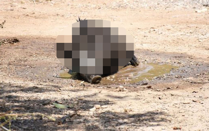 Minik domuzu görenler önce korktu yakından bakınca mevzu güldürdü