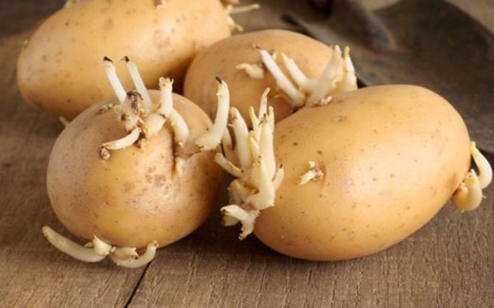 Uzman uyardı! Filizlenen patates öldürebilir