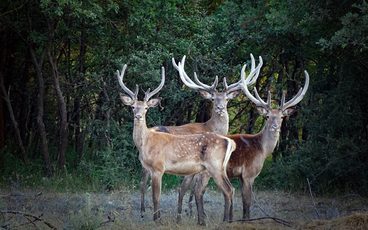 Bursa'da mahkemeden kızıl geyiklere yaşam hakkı