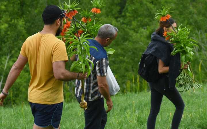 Tunceli'de ters laleleri toplayanlara 180 bin lira para cezası