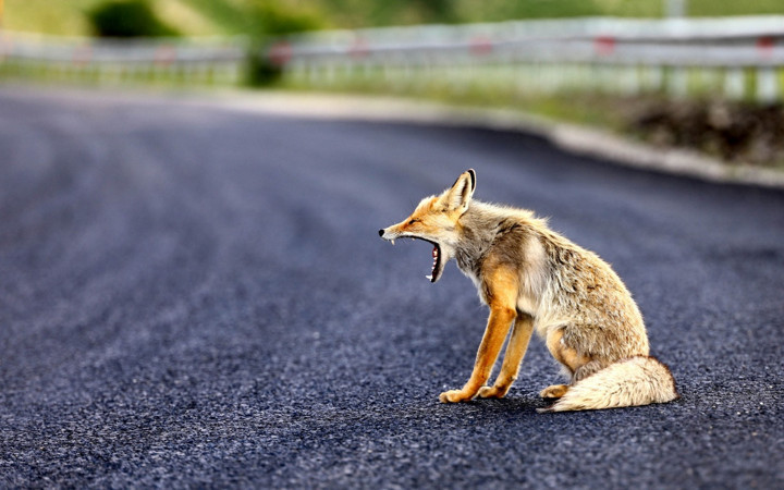 Ovit Dağı'ndan karayoluna indi! Böyle görüntülendi