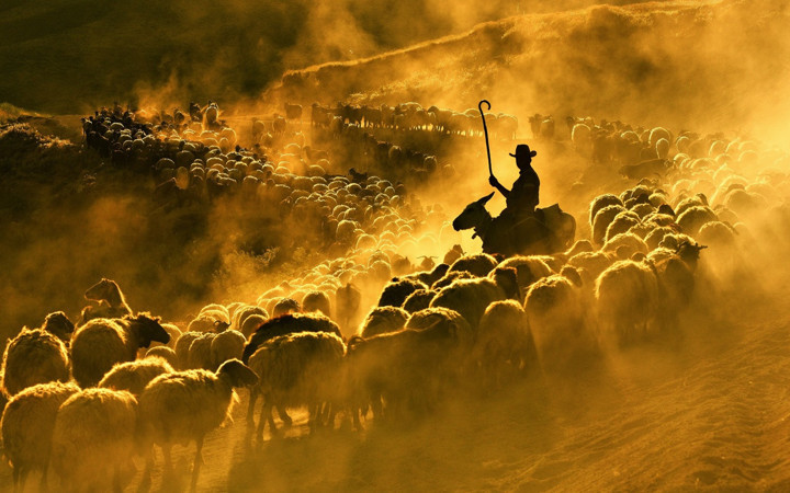 Bitlis'te sürülerin Nemrut Dağı eteklerinde tozlu yolculuğu başladı