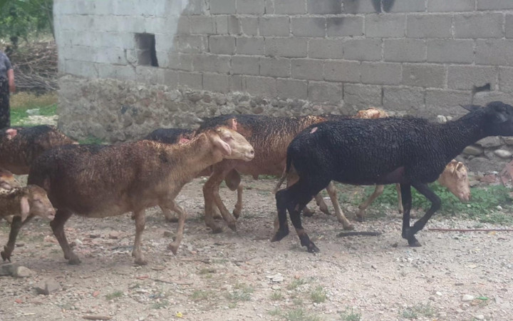 Bursa'da ahır yangınında 14 hayvan telef oldu görüntüler yürek sızlattı