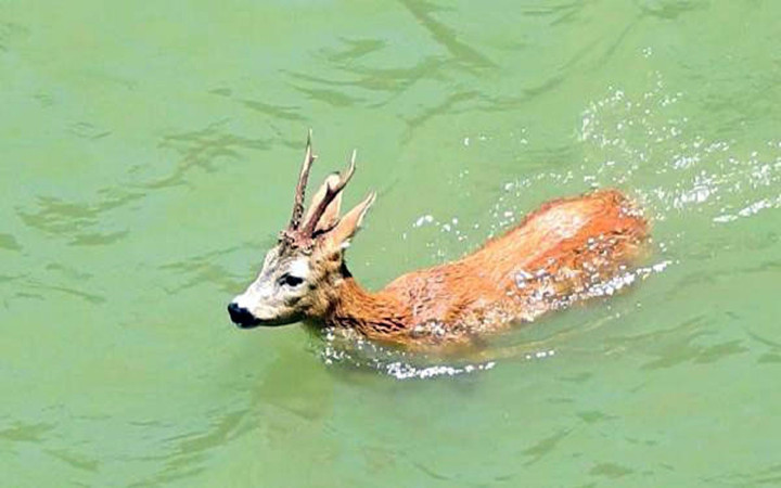 Nesli tükeniyor! Barajda yüzen karaca böyle görüntülendi!