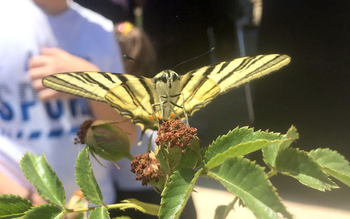Eşine nadir rastlanıyorken Sivas'ta görüldü! Çevredekiler bir anda telefona sarıldı
