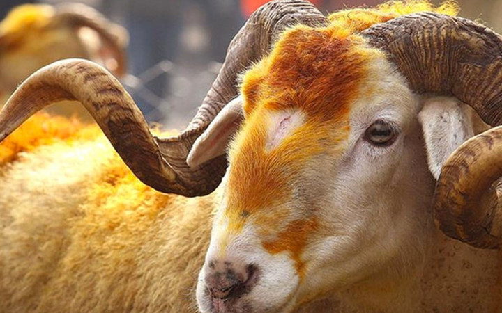 Kurban alırken nelere dikkat edilmeli! Basit gözlemlerle doğru kurbanı seçebilirsiniz