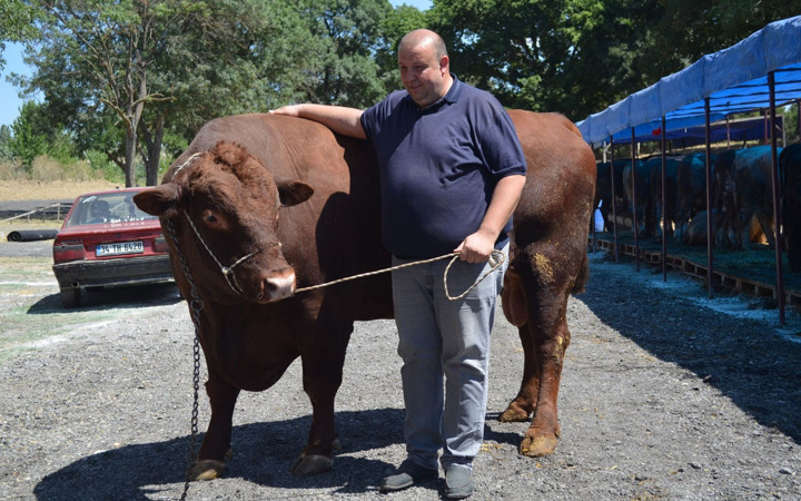 Kurbana sayılı günler kala! 1 buçuk tonluk boğa Süleymanpaşa'nın fiyatı lüks bir araba ediyor