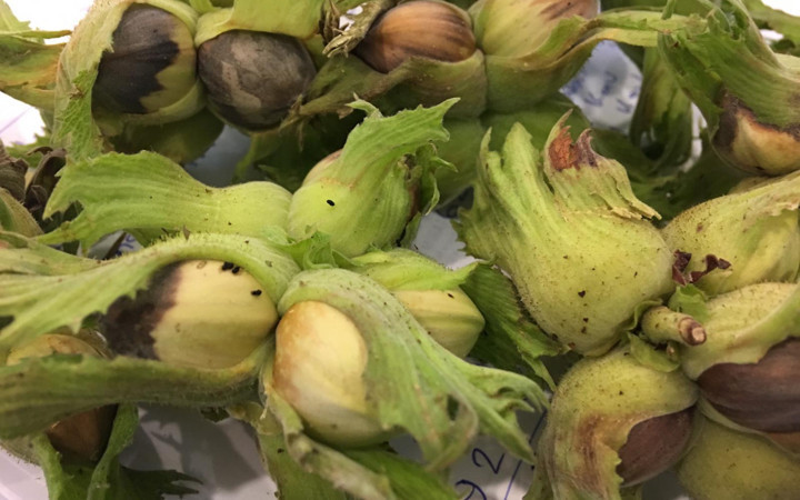 Karadeniz Bölgesi'ni istila ediyor görüldüğü yerde yok edilmesi söyleniyor