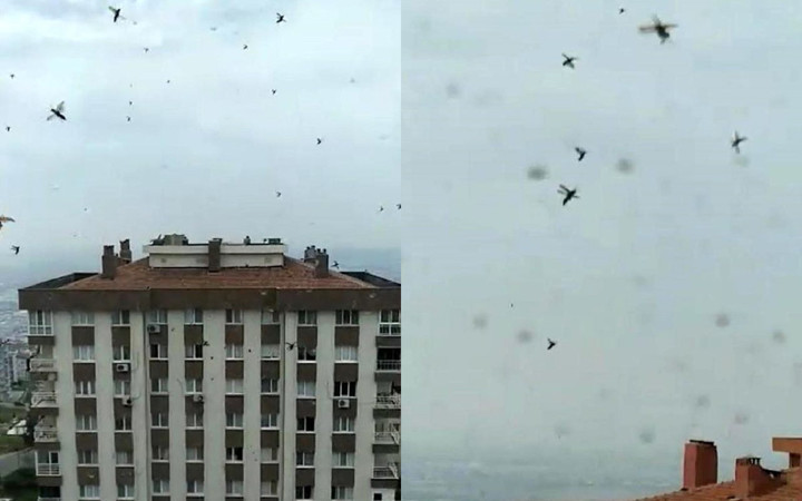 İzmir'de korkutan "böcek istilası" görüntüleri