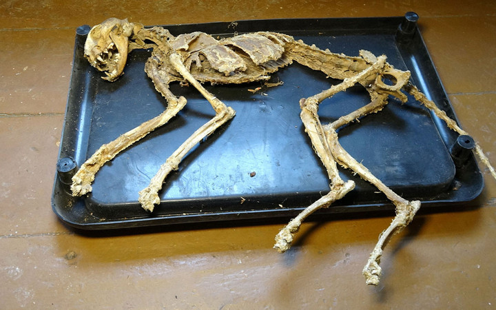 Giresun'da evinde iskelet buldu! Ne kediye nede köpeğe benziyor