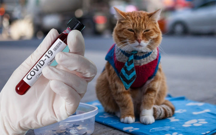 Koronavirüsün başladığı Vuhan'dan kritik uyarı: Evcil hayvanlarda...