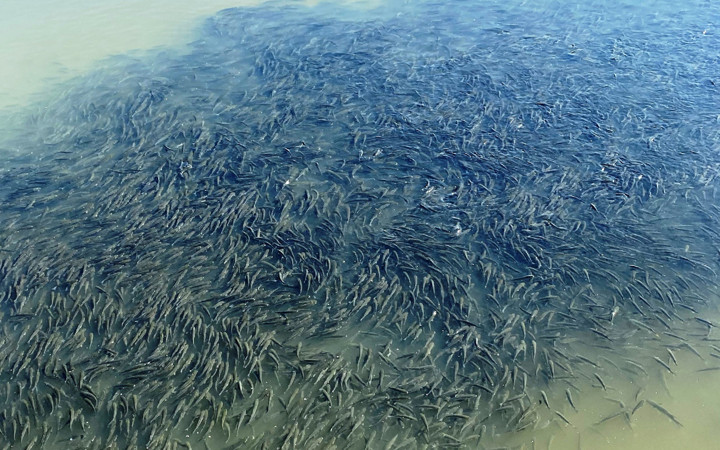 Çanakkale'de şaşkına çeviren görüntü! Binlercesi bir arada