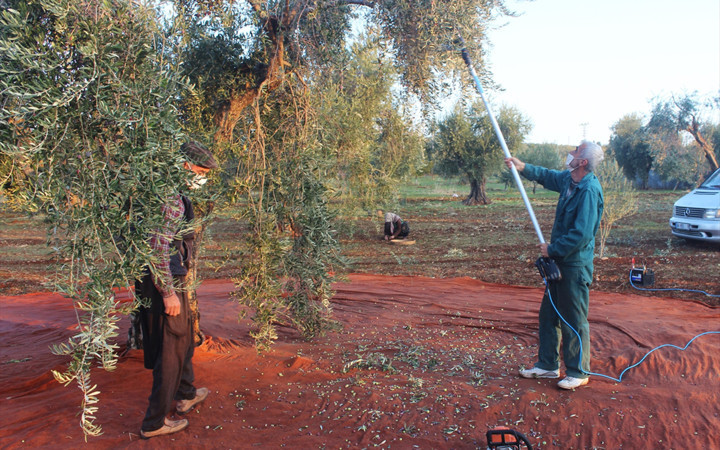 Sokağa çıkma yasağından muaf tutuldu! Tarlalarda hasat devam ediyor