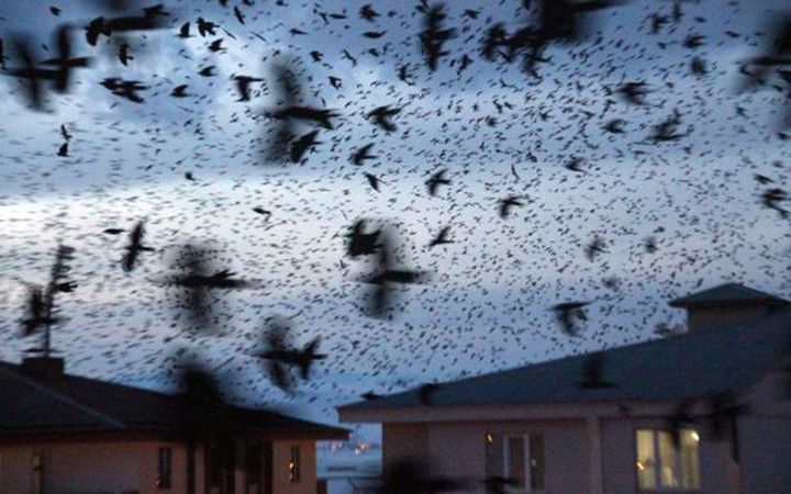 Ardahan'ı kargalar işgal etti! Dev sürüler halinde şehrin gökyüzünü kapattılar