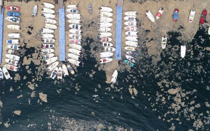 Gemlik Sahili'nde balıkçılara 'Plankton' darbesi: Deniz yüzeyini kapladı ağlara hasar verdi