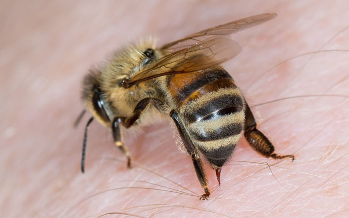 Arı sokması durumunda ne yapılır? Doğal çözümü...