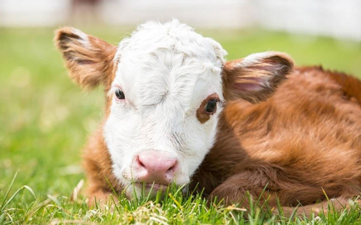 Kars'ta buzağılarda koronavirüs çıktı! Vatandaş korkudan buzağıları bırakıp gitti