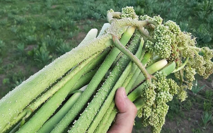 Adeta kanser savaşçısı doğada kendiliğinden yetişiyor faydası saymakla bitmiyor