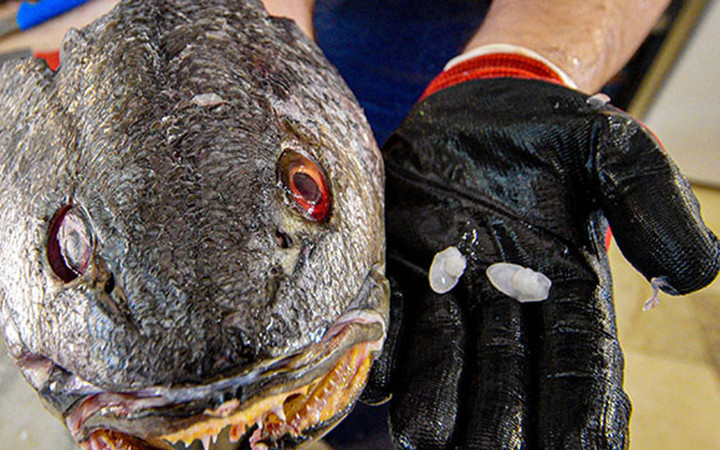 Şifalı olduğuna inanılıyor! Balık 70 kafasındaki taş 600 lira