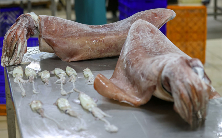 İzmir'de balıkçıların ağına takıldı! Önce korktular sonra şaşkınlık yaşadılar