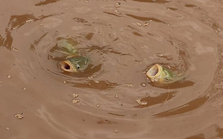 Sel sonrası balıklar yok olmuştu! Çamur rengine dönen Balıklıgöl'ün son haline bakın - Resim: 1