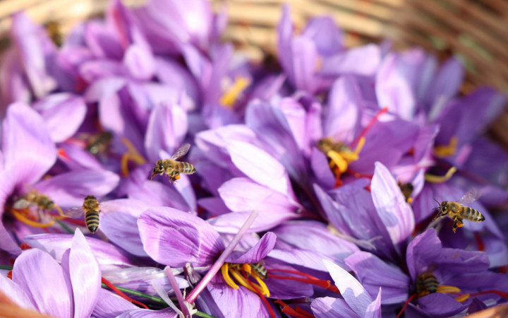 Denemek için başlamıştı, kilosu 200 bin TL'ye satılıyor!