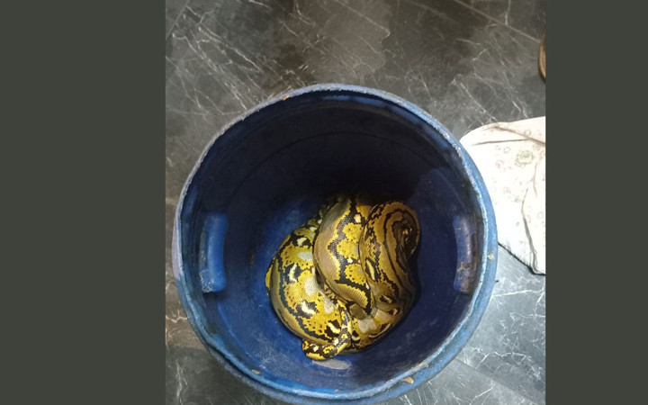 Yolcu otobüsündeki kutunun içinden piton çıktı