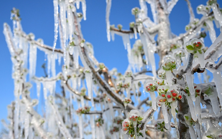Bütün meyveler dondu felaket çok büyük! Kayısı, üzüm, ceviz, elma hepsini unutun