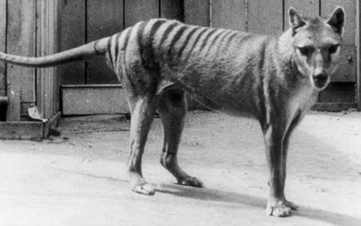 Bu canlılar artık yok: Nesli tükenen hayvanların son görüntüleri