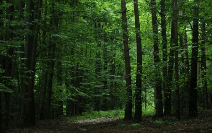 Türkiye'nin orman varlığı yarım asırda 3,2 milyon hektar büyüdü