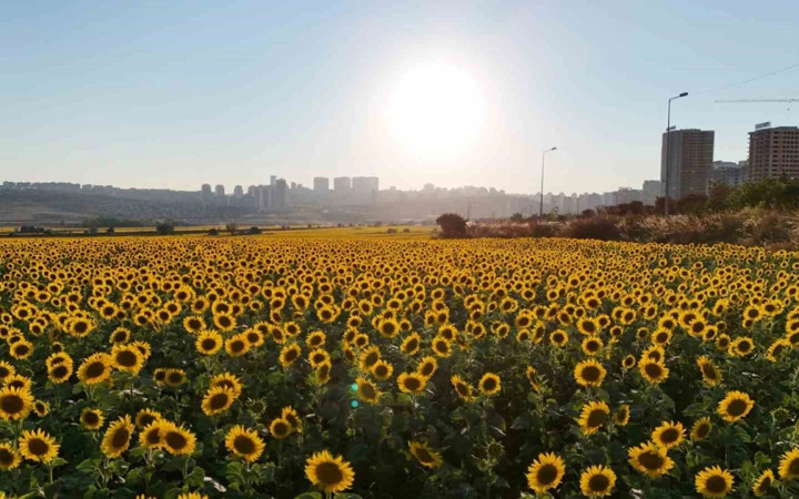 Kırklareli'nde görsel şölen! "Gündöndü" tarlaları doğa tutkunlarını mest etti...
