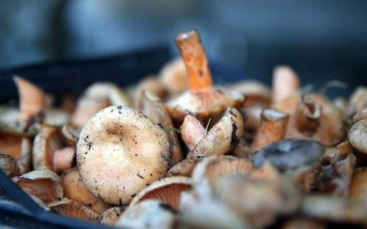 Mantar tüketiminde bu hususa dikkat! Ölümcül sonuçlara yol açabilir