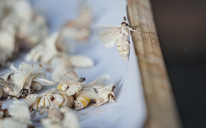 Dünyada sadece 7 tane var biri Bursa'da! Bu böcekler 1500 metre ip yapabiliyor