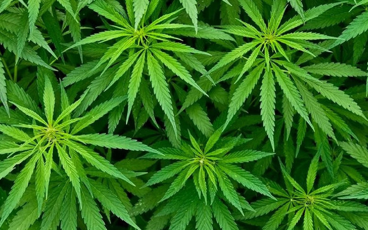 Artık doktorlar kenevir yazacak! Kimler kenevir alabilecek uyuşturucu değil...