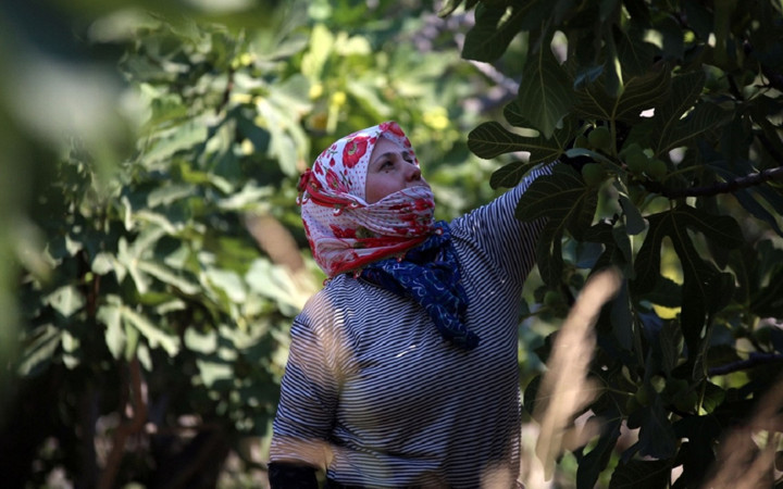 Tescilli ürün için hasat zamanı! Aşırı sıcağa rağmen çalışıyorlar...
