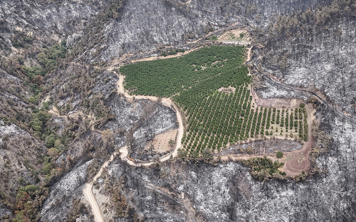 Bursa'daki orman yangınında şaşkına çeviren görüntü! Etrafı küle döndü sadece orası yanmadı!
