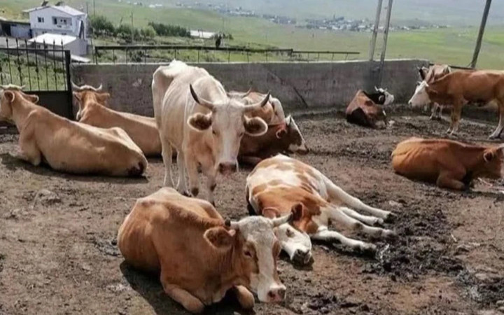 Şap hastalığı nedeniyle hayvan sahipleri çaresiz...